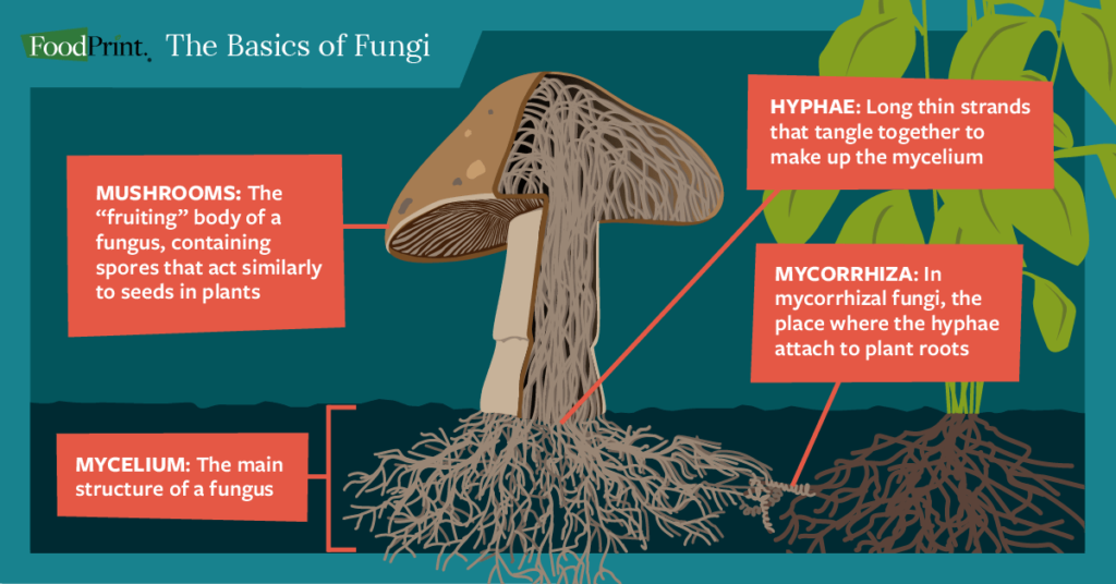 examples of fungi and their impact on our lives