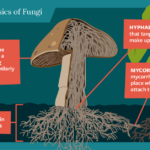examples of fungi and their impact on our lives