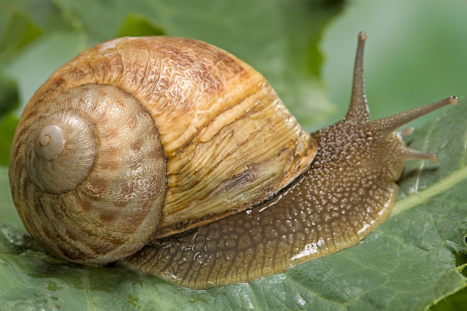 examples of gastropods in nature and ecosystems