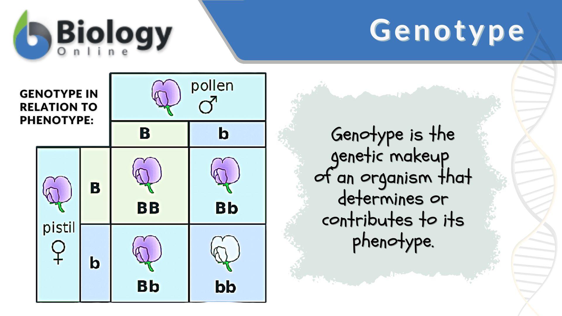 examples of genotype and their significance