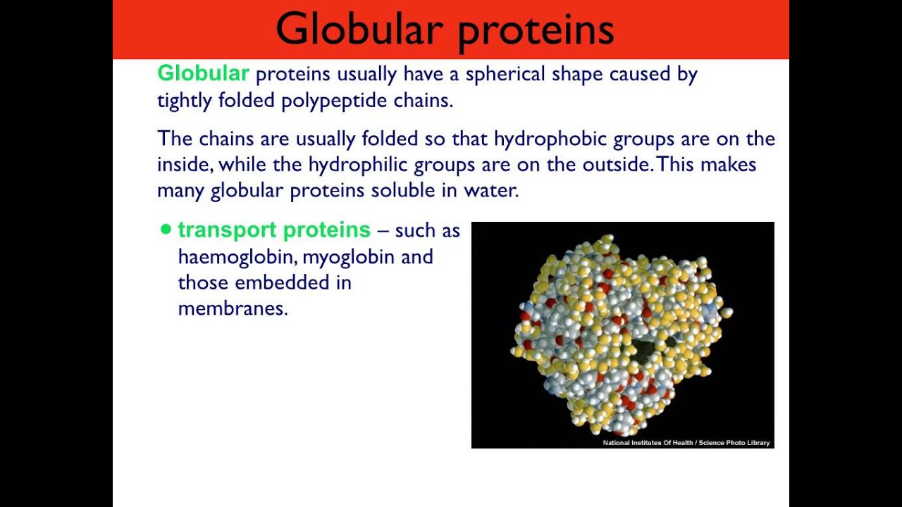 examples of globular proteins and their functions