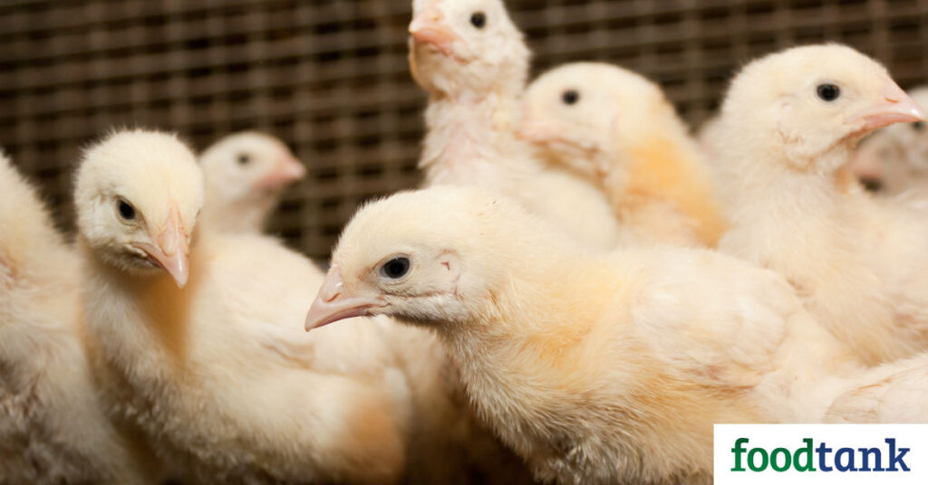 examples of gmo animals transforming agriculture