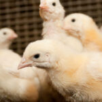 examples of gmo animals transforming agriculture