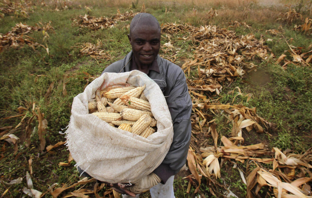 examples of gmos enhancing agriculture and food security scaled