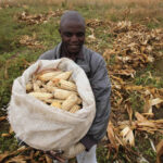 examples of gmos enhancing agriculture and food security scaled