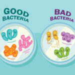 examples of good bacteria for better health