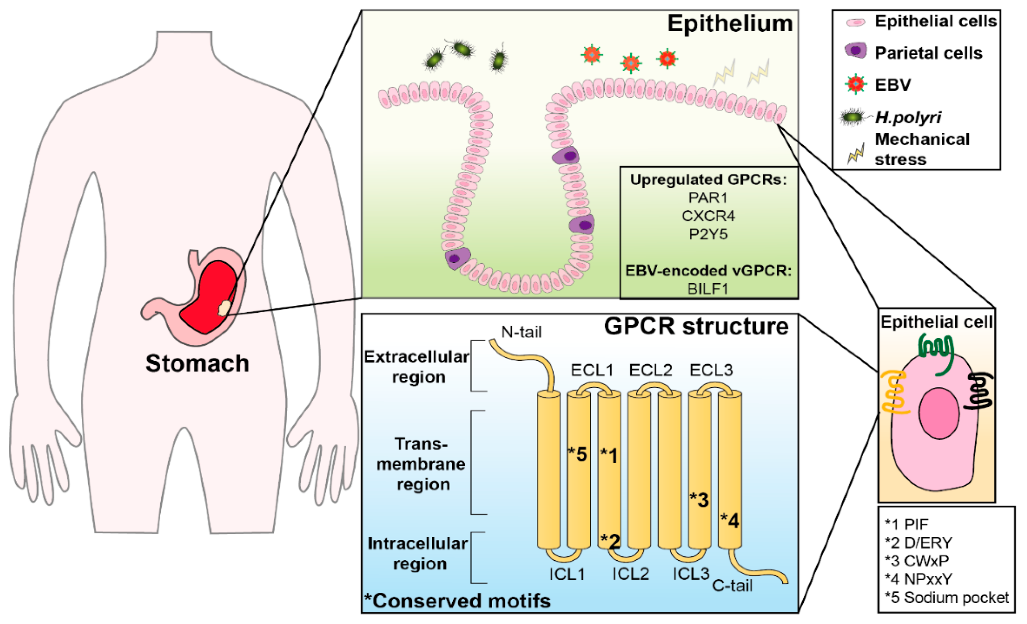 examples of gpcrs and their impact on health