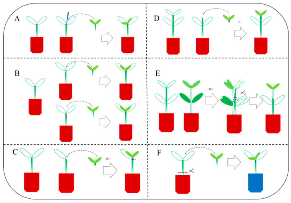 examples of graft in agriculture and medicine