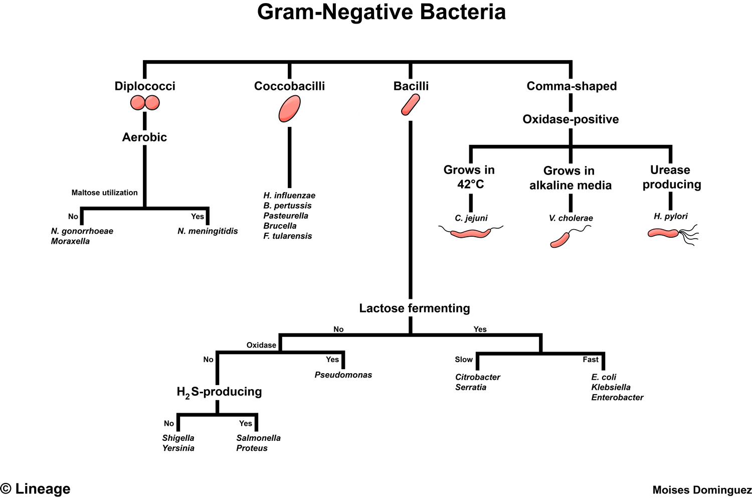 examples of gram negative bacilli and their impact