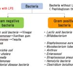examples of gram negative bacteria and their impact