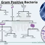 examples of gram positive bacteria and their impact