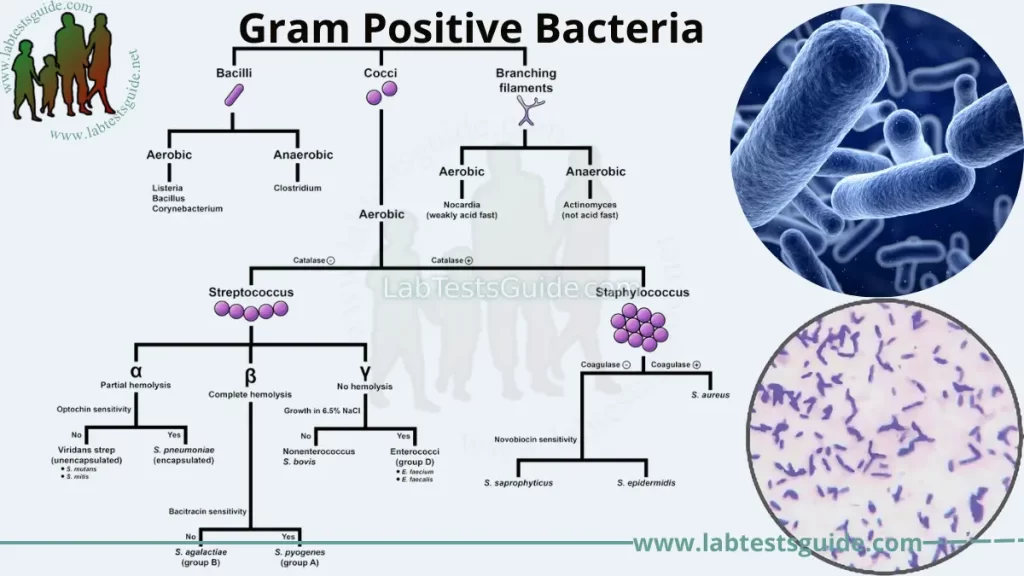 examples of gram positive cocci and their health impact