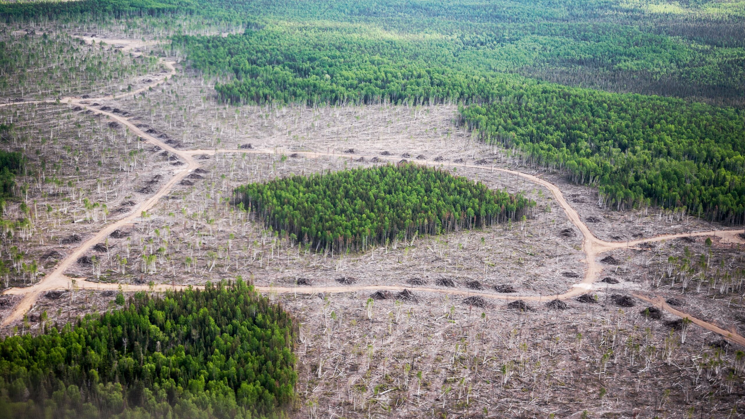 examples of habitat fragmentation and its impact scaled