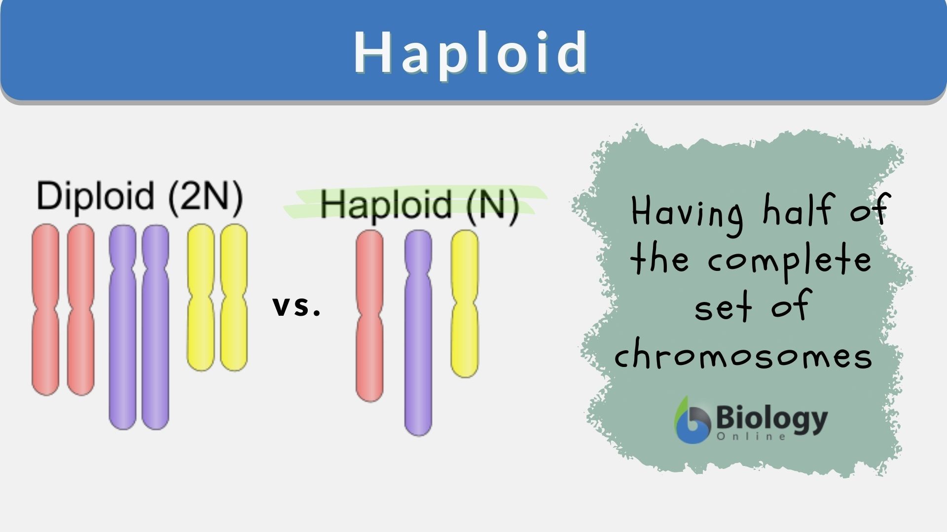 examples of haploid cells and their importance