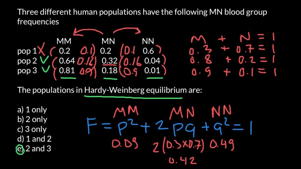 examples of hardy weinberg equilibrium in population genetics