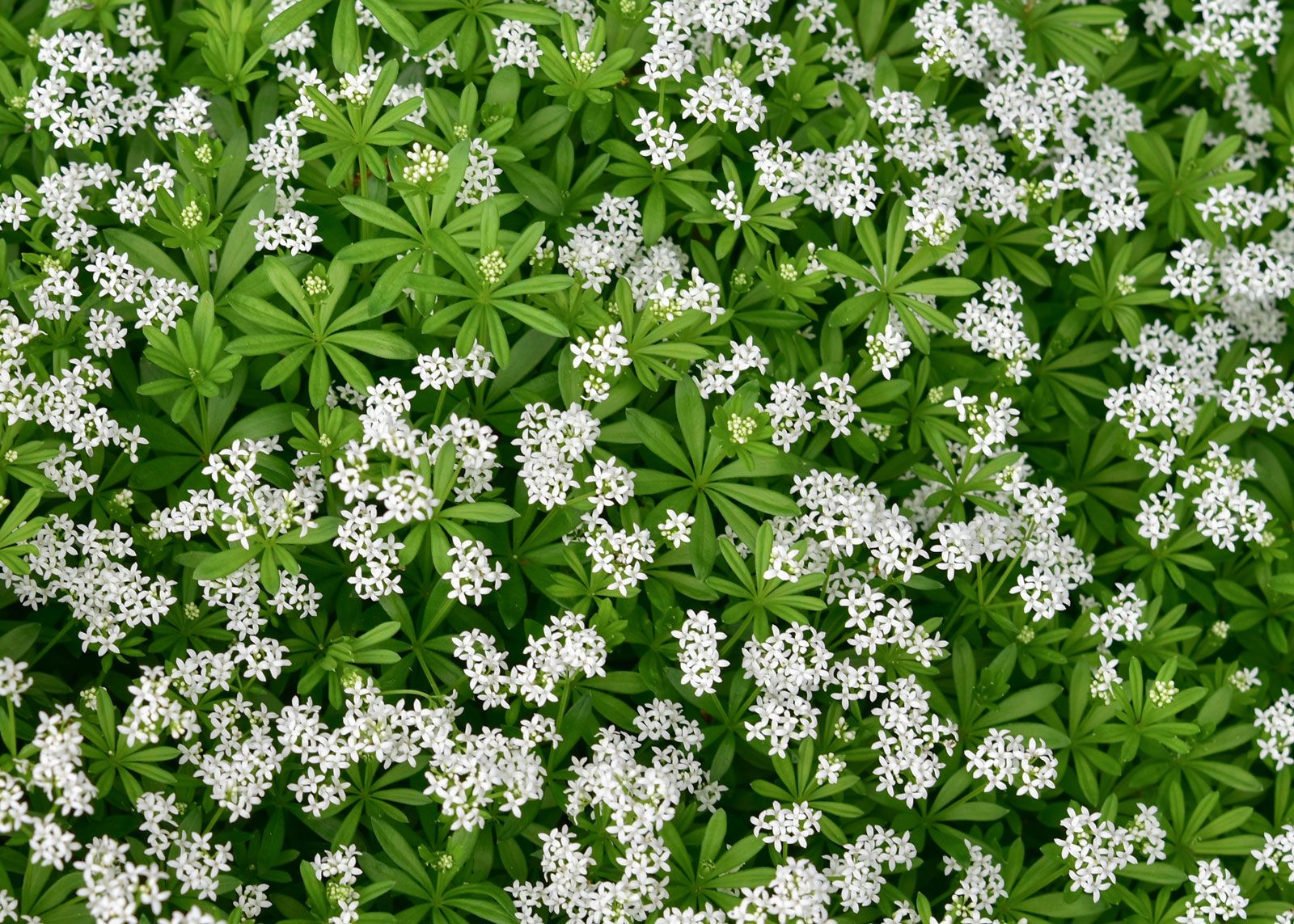 examples of herbaceous plants for your garden