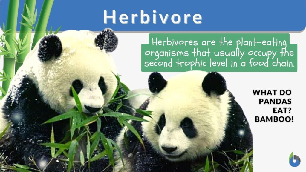examples of herbivory in ecosystems