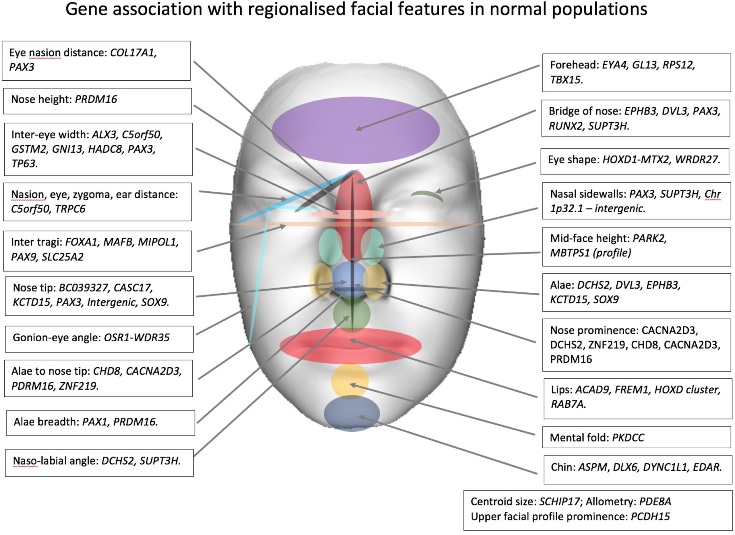 examples of hereditary traits that shape our identities scaled