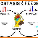 Examples of Homeostasis in Humans and Nature examples of homeostasis in humans and nature