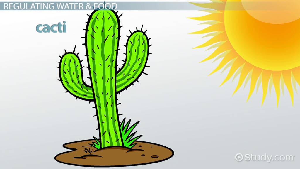 examples of homeostasis in plants how they thrive
