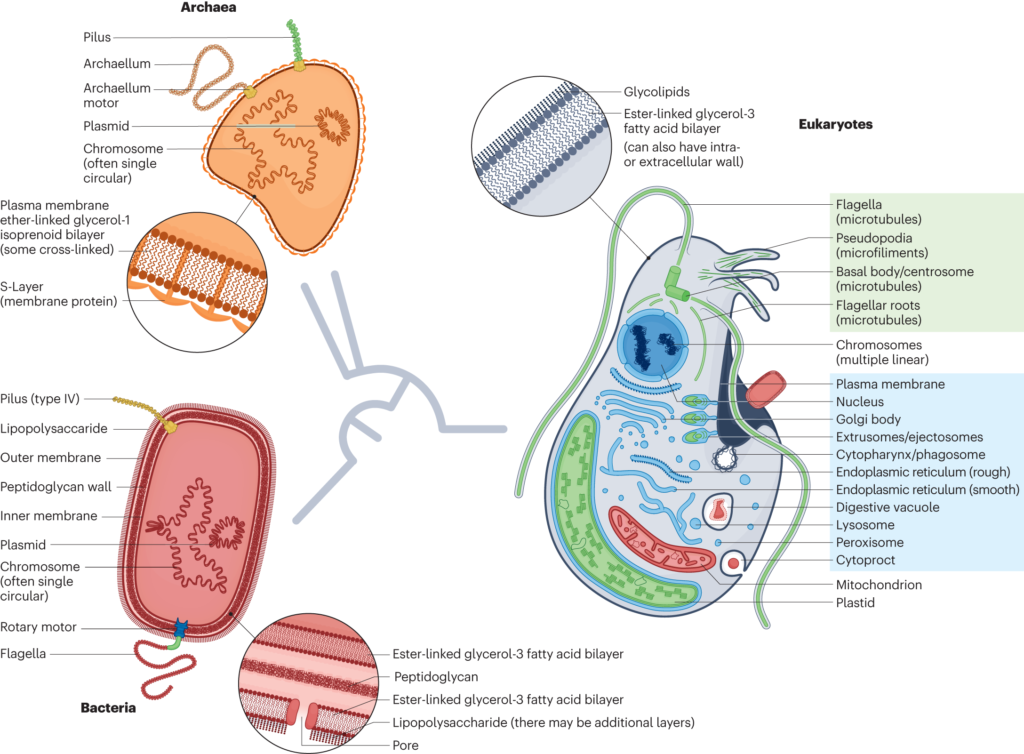 examples of horizontal gene transfer in eukaryotes