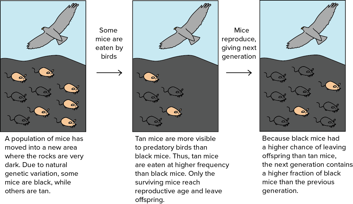 examples of how are humans involved in natural selection