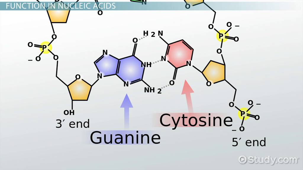 examples of how guanine bonds with other nucleotides