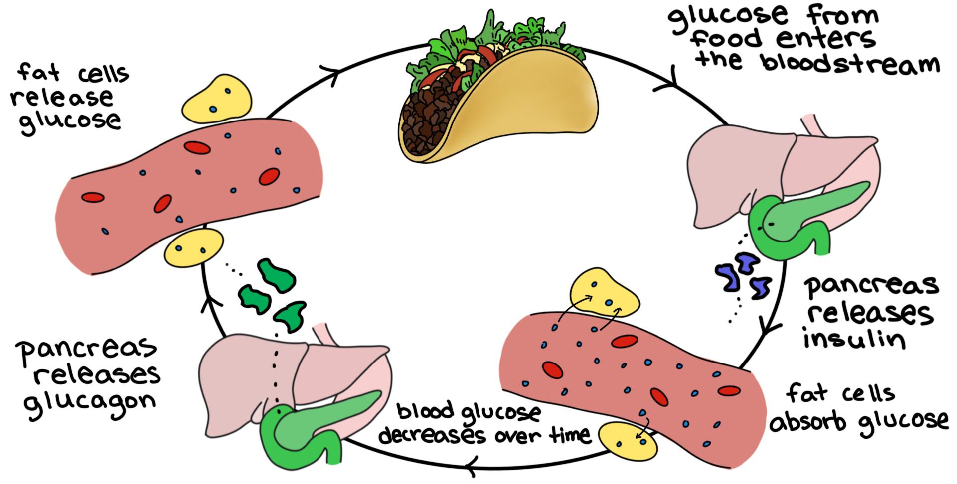 examples of how organisms maintain internal conditions