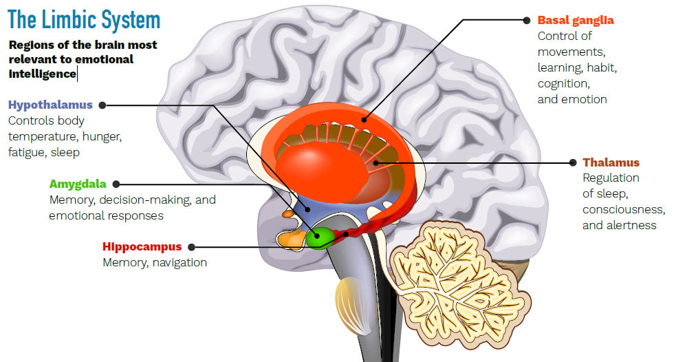 examples of how the brain influences emotions thoughts and values