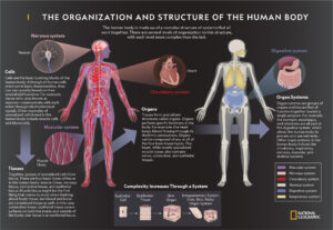 Examples of Human Anatomy and Its Importance