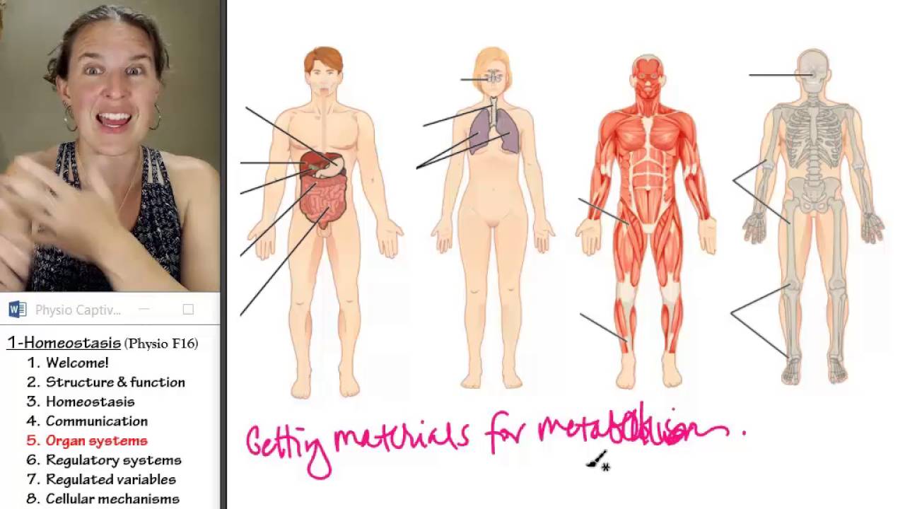 examples of human body systems and their interactions