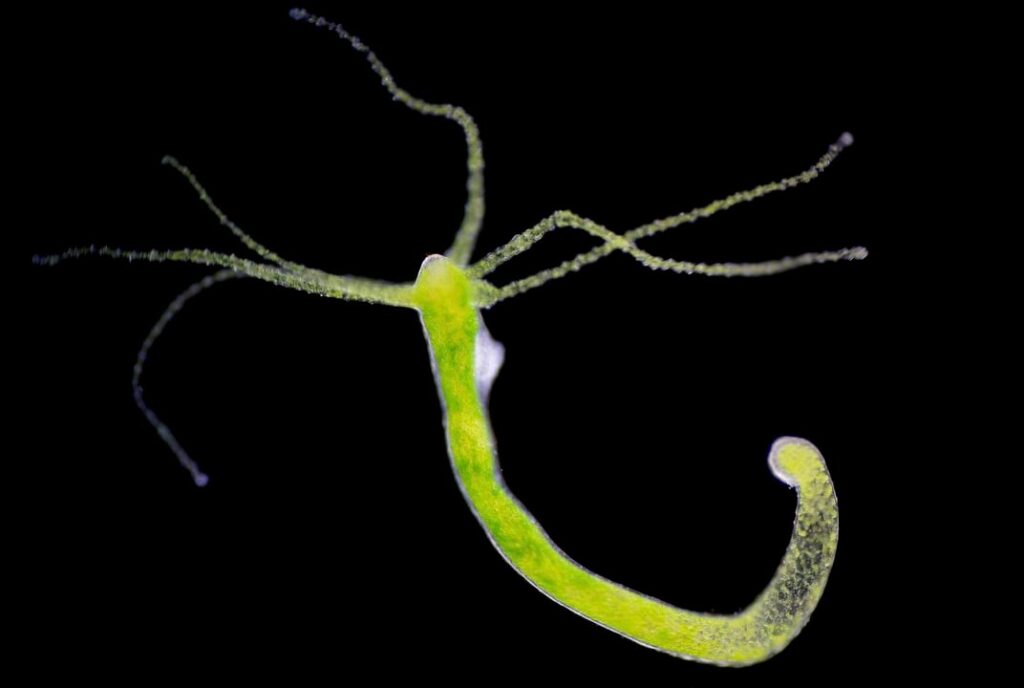 examples of hydra and their regenerative powers