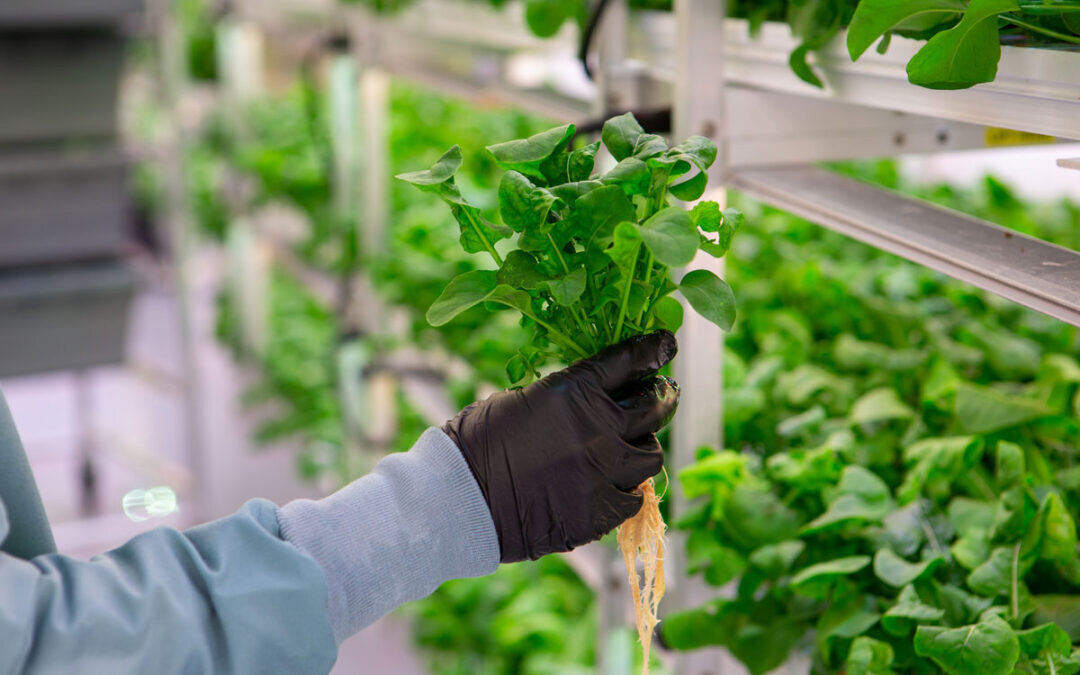 examples of hydroponics for sustainable farming