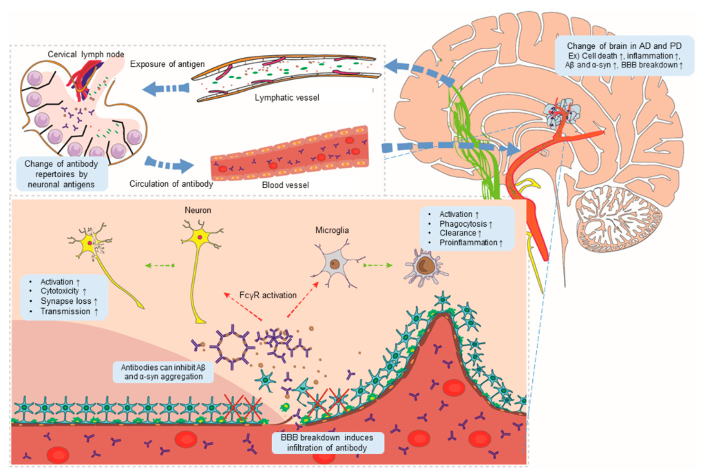 examples of immunoglobulin and its functions in health