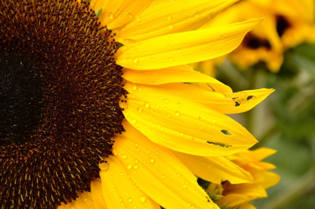 examples of imperfections in everyday life