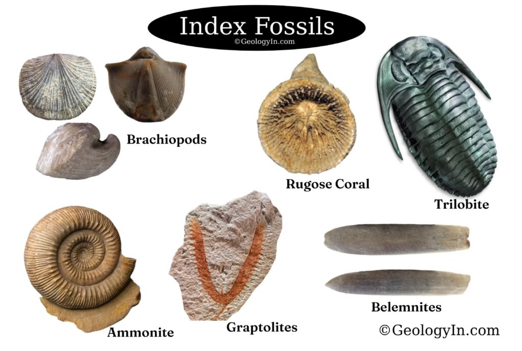 examples of index fossils and their geological significance