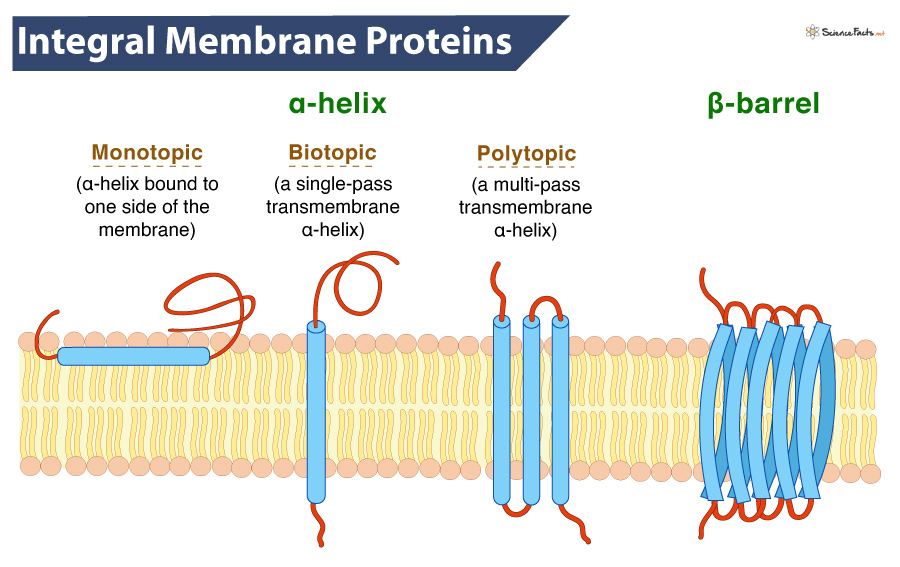 examples of integral membrane proteins and their functions