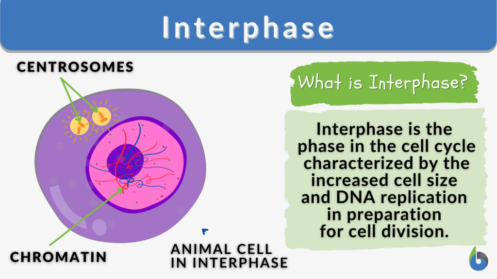 examples of interphase in cell biology