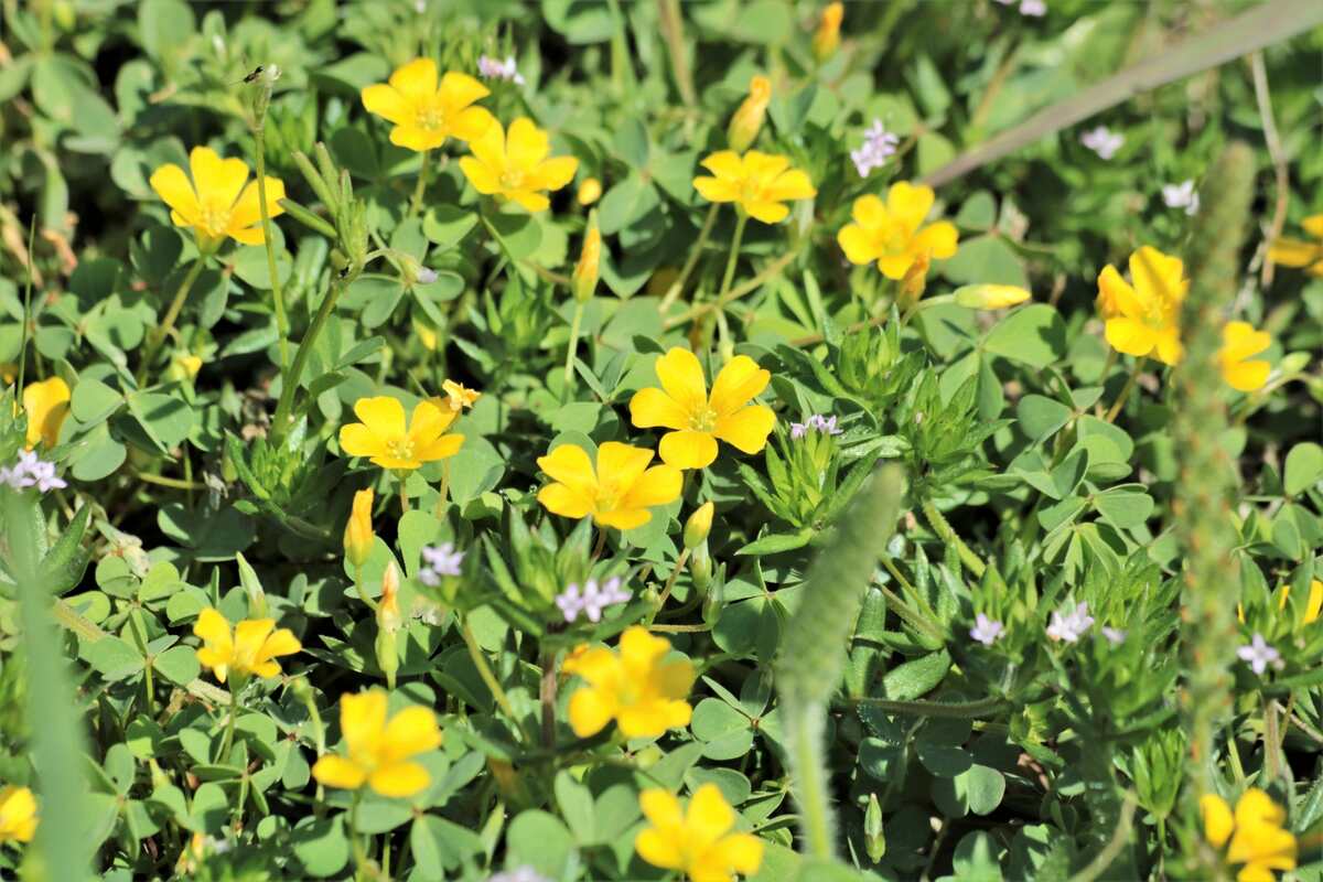 examples of invasive weeds in new york state you should know