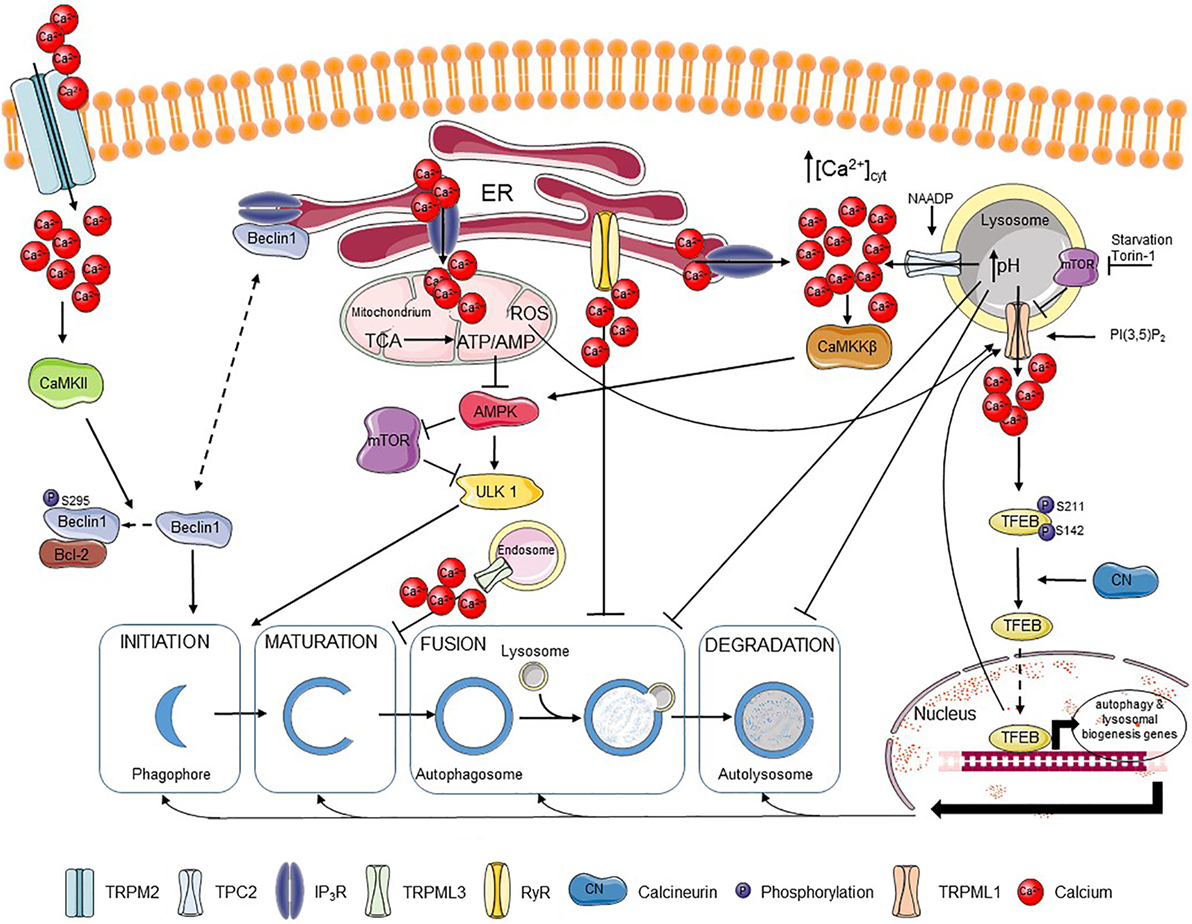 examples of ip3 in cellular signaling and health