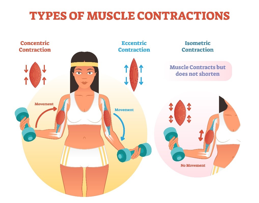 examples of isometric contraction for strength training