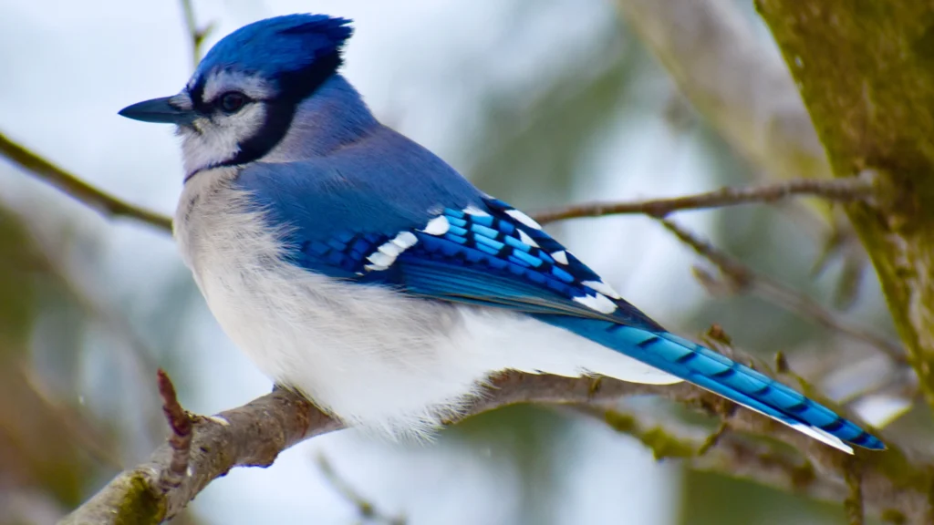 examples of jay birds and their ecological roles