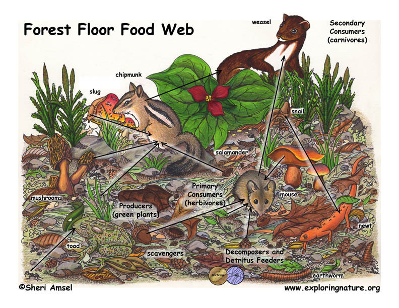 examples of life on the forest floor