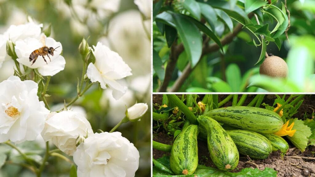 examples of male and female plants for your garden