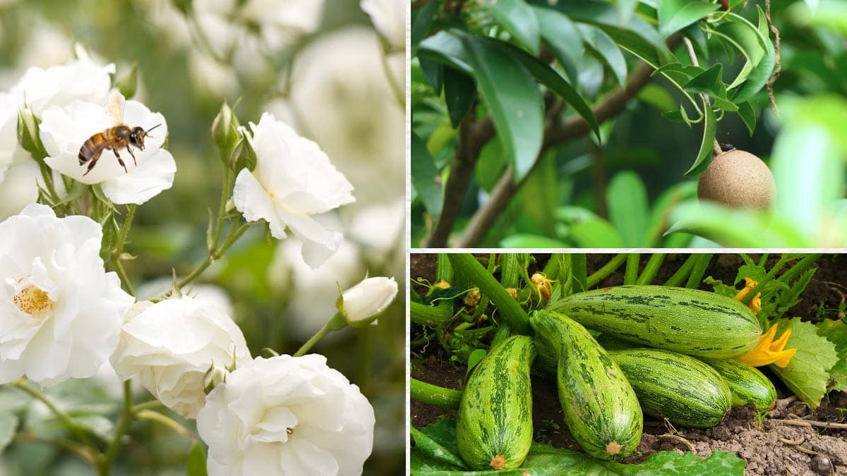 examples of male and female plants for your garden