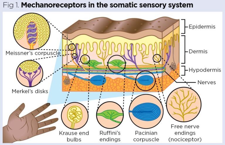 Examples of Mechanoreceptors: Types and Functions Explained