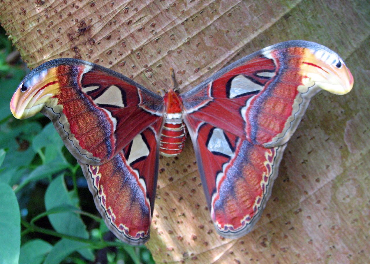 examples of mimicry in natures survival strategies