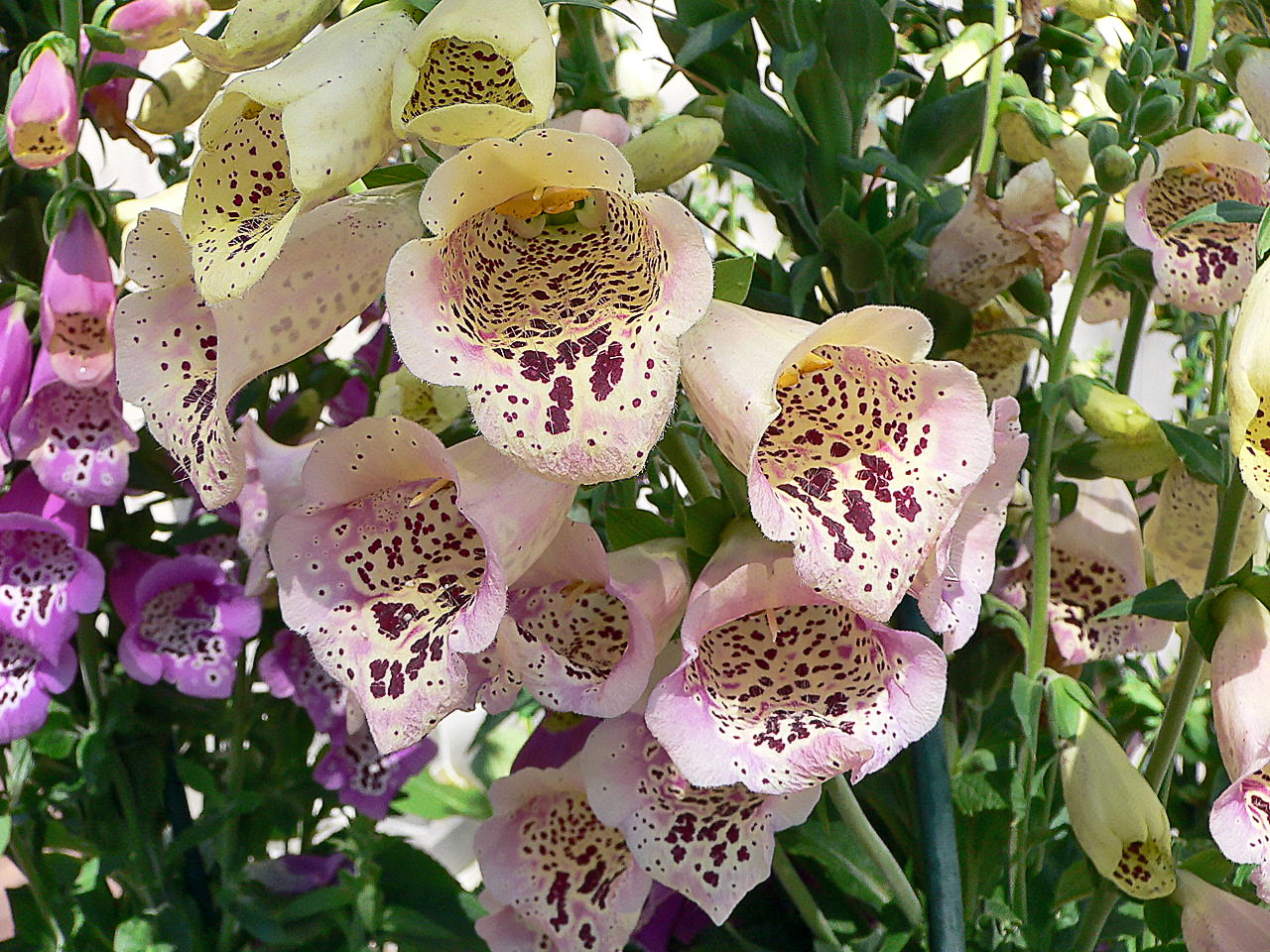 examples of morphological defenses in plants against herbivores