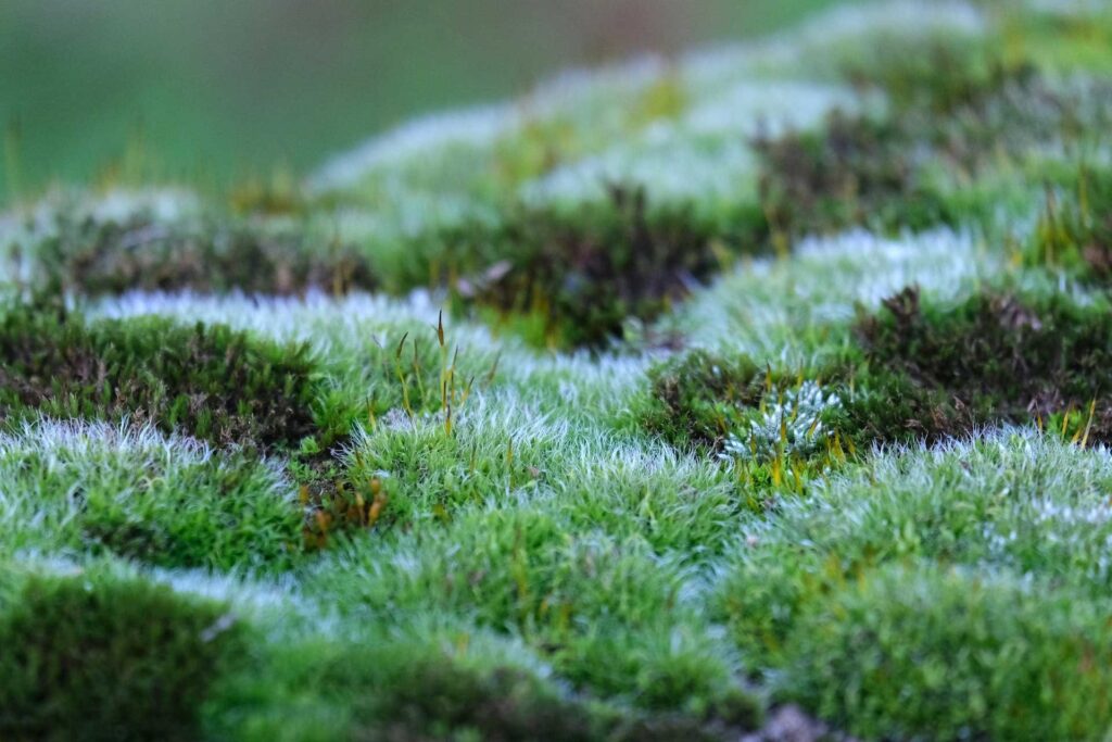 examples of mosses and their ecological importance