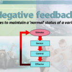 Examples of Negative Feedback Regulation in Biological Systems examples of negative feedback regulation in biological systems
